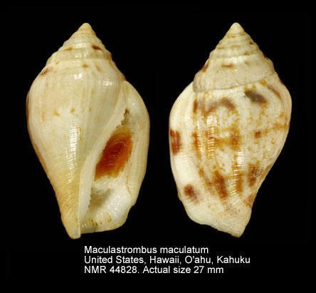 Maculastrombus maculatum.jpg - Maculastrombus maculatum (G.B.Sowerby,1842)